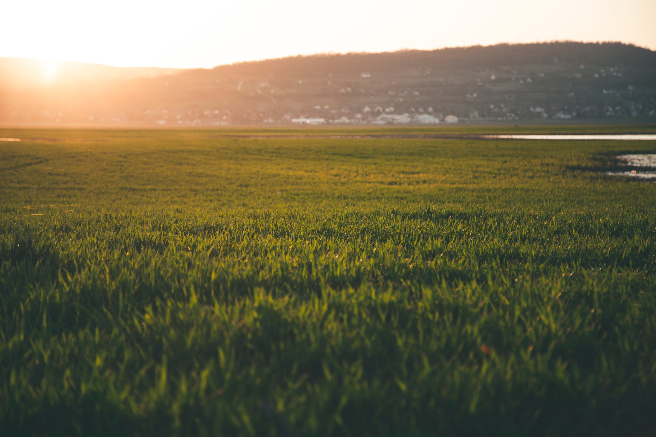 Green Grass Field during Sun Rise